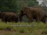 Elephants out on a stroll