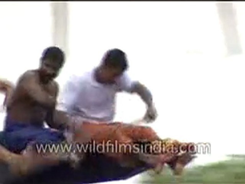 Snake boat race in Champakulam, Kerala