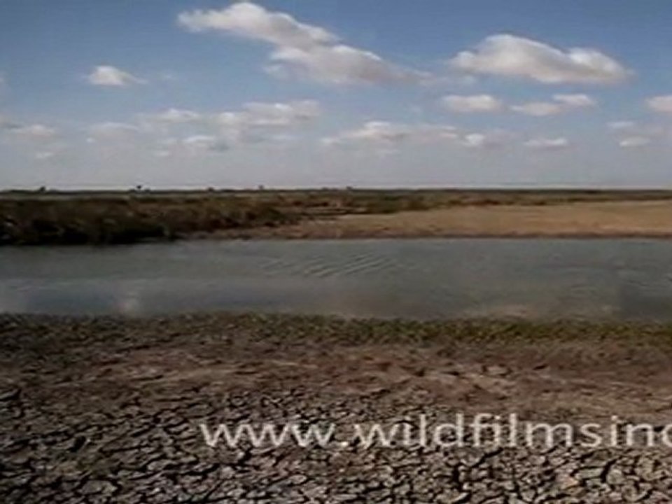 Drought in Gujarat