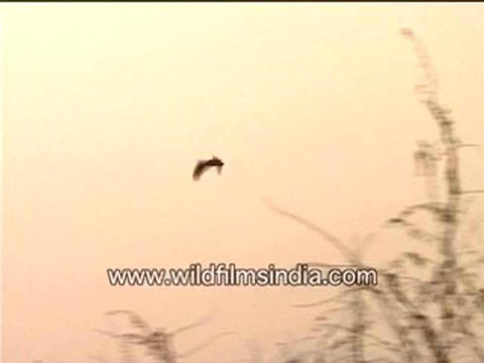 Vultures-MPEG-4 800Kbps