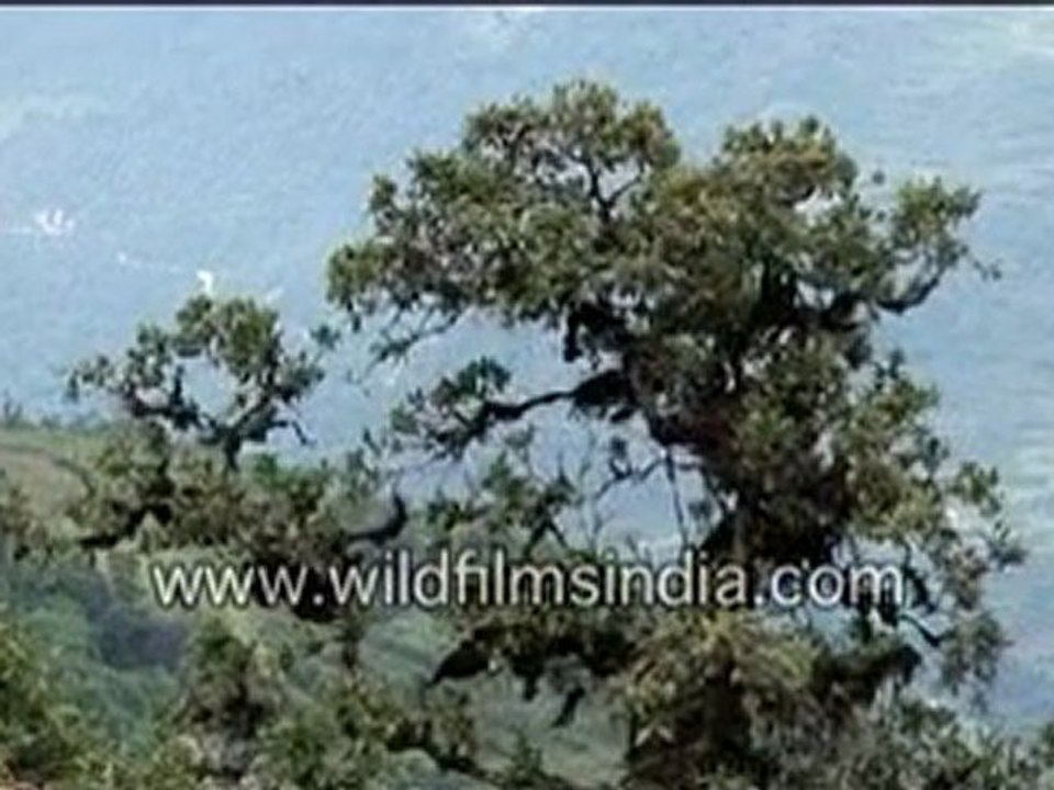 Hills View