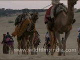 Camel Ride, Rajasthan