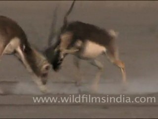 Blackbucks fighting, Rajasthan