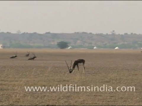 Black Buck in Tal Chappar Wildlife Sanctuary