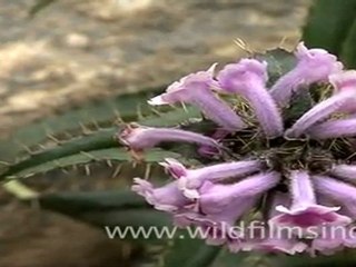 Morina longifolia - pink Flowers, Sikkim