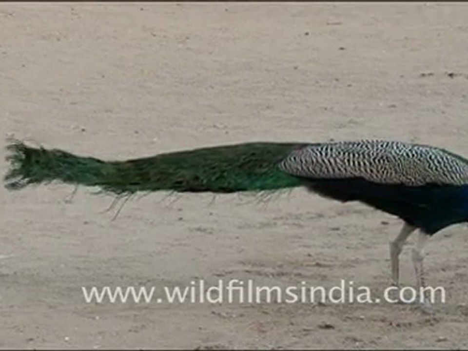 Peafowl in Rajasthan
