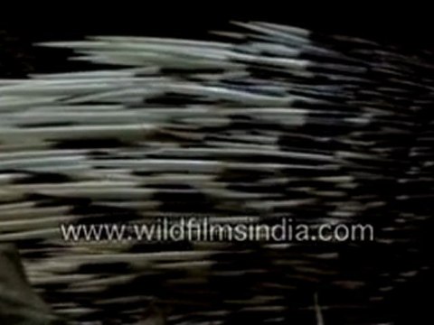 Porcupine quills or Spines