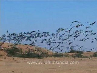 Demoiselle Cranes, Gujarat