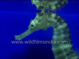 Colourful Deep Sea Fishes In Singapore