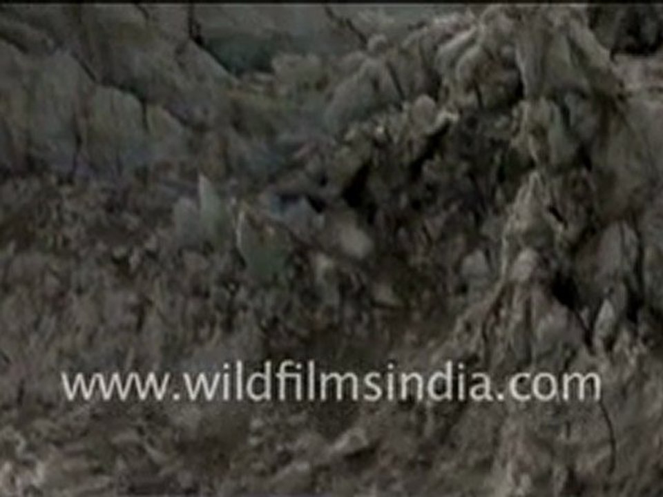 Gangotri Glacier