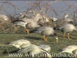 Bar-headed Geese feeding at Tehla Jheel