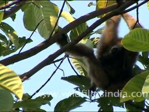 Hoolock Gibbons of the north-east of India