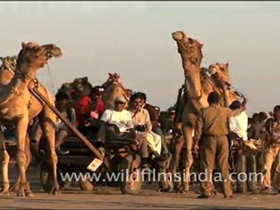 Camels