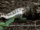 Indian Python Strangling A Rat!
