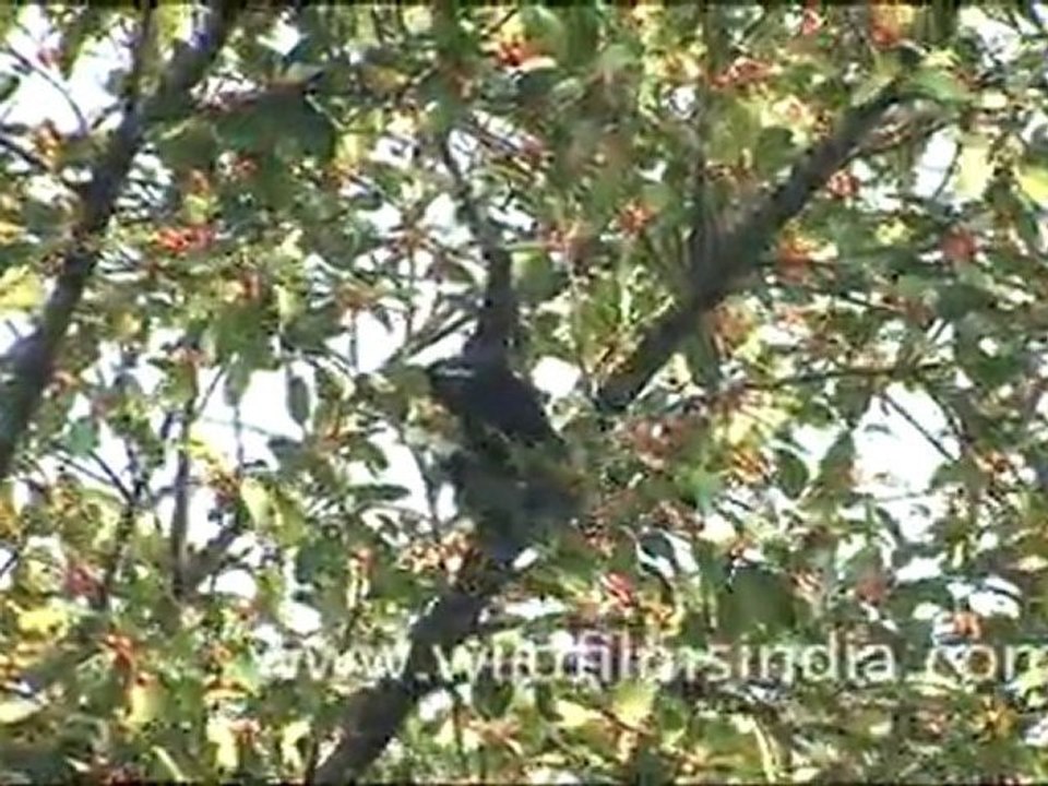 Hoolock Gibbon swinging from branches in Dello Village