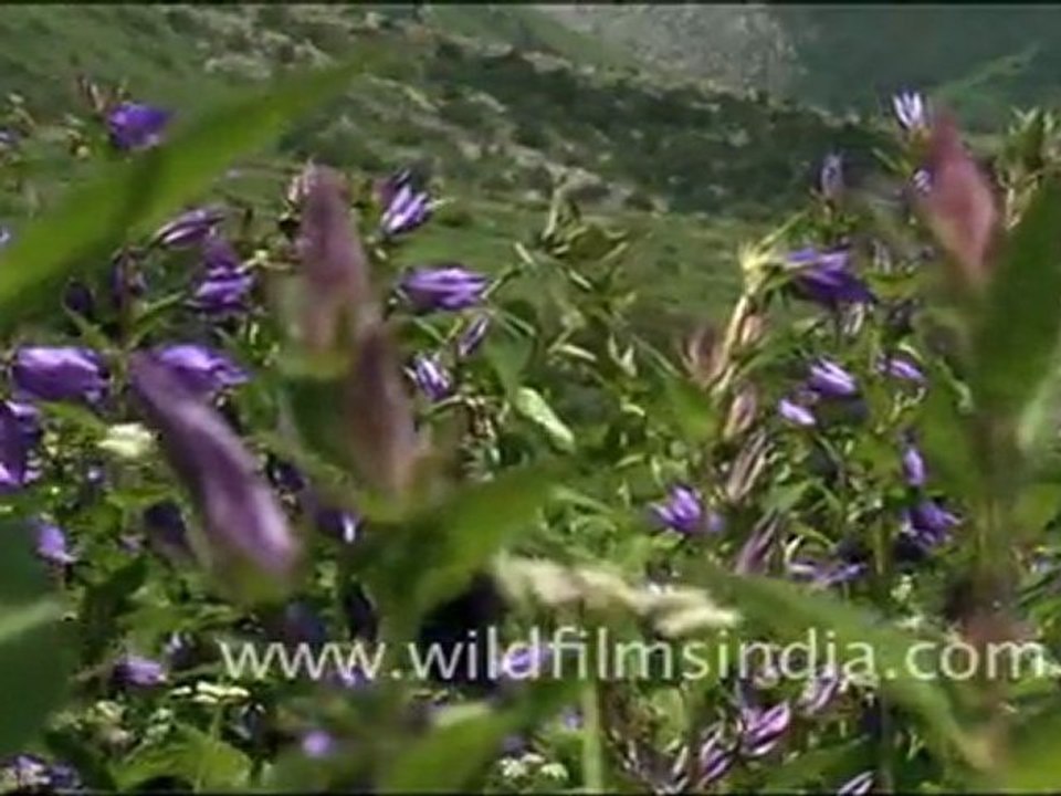 Beautiful Flowers in Valley of Flowers