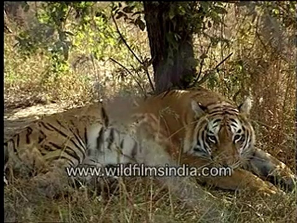 Tiger in Bandhavgarh, Madhya Pradesh