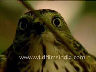 Shikra eating a pigeon
