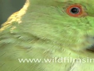 Rose-ringed Parakeet (Psittacula krameri)