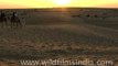 Camel Safari - Sam sand dunes