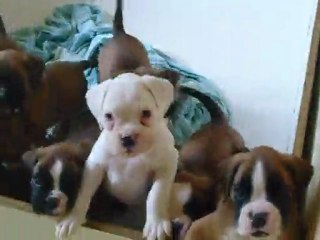 Portée de Canas et Percy à 7 semaines