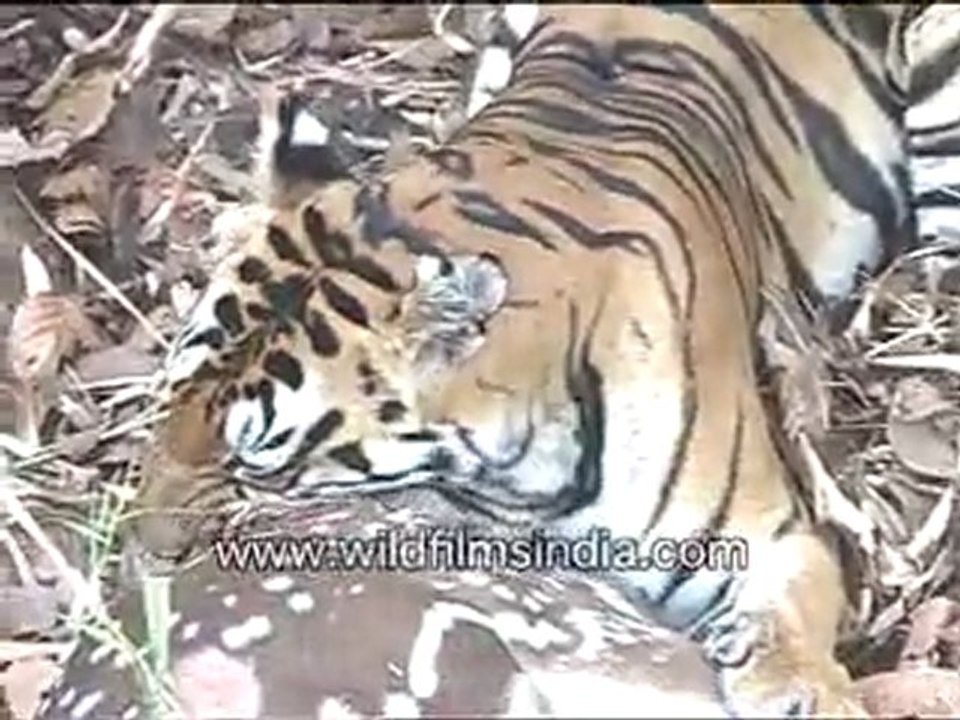 Tiger Having a Feast