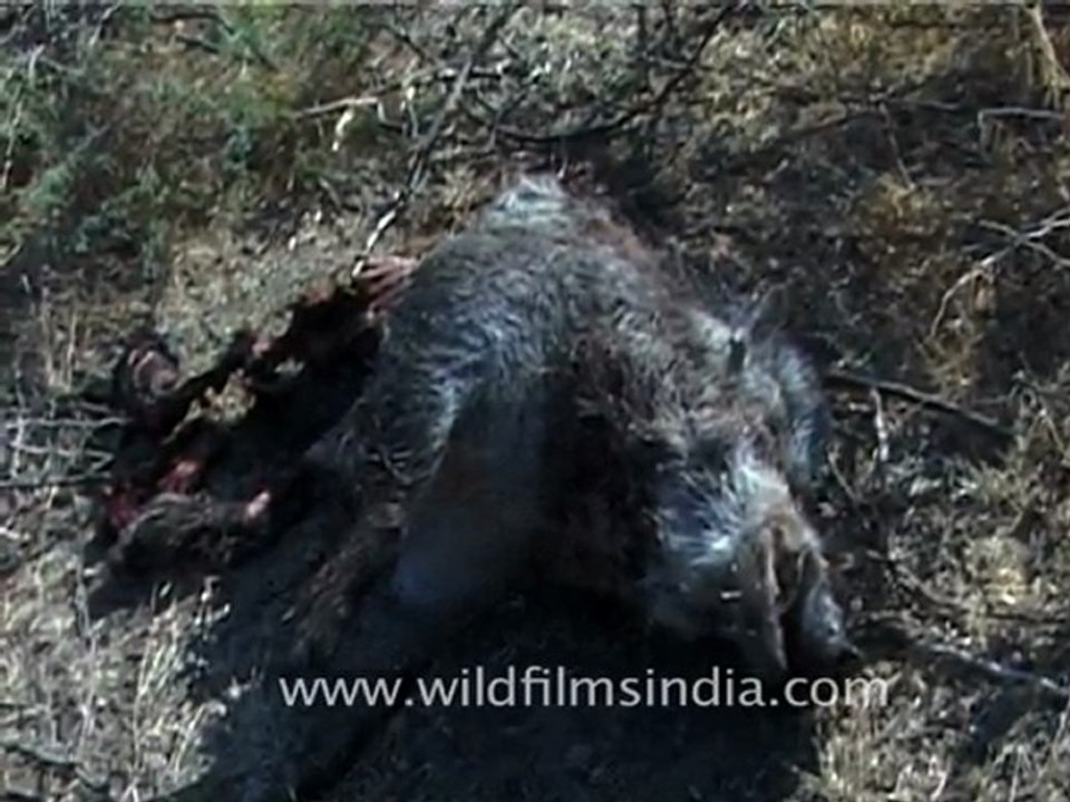 Dead Fox in Gujarat
