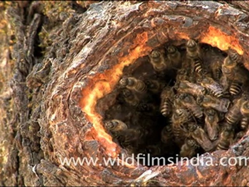 Himalayan Rock Bees