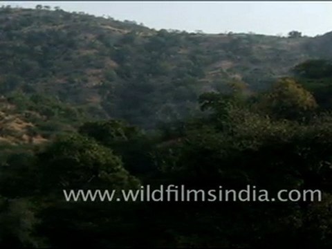 Birds in Jaisamand Wildlife Sanctuary