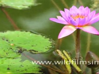 Time lapse of water lily