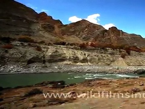 Indus River Ladakh