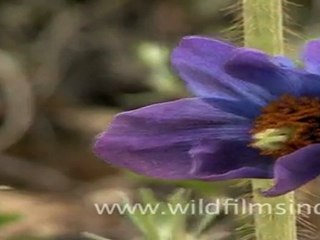 Blue Poppy in Sikkim