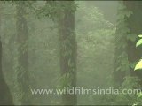 Langur in the mist, Landour, Mussoorie