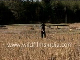 Wheat Crop Farm In Arunachal Pradesh