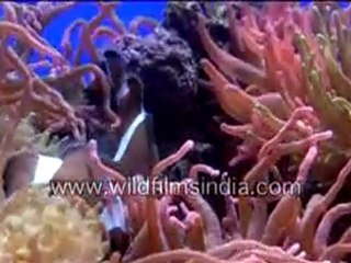 Colourful deep sea fishes in Singapore