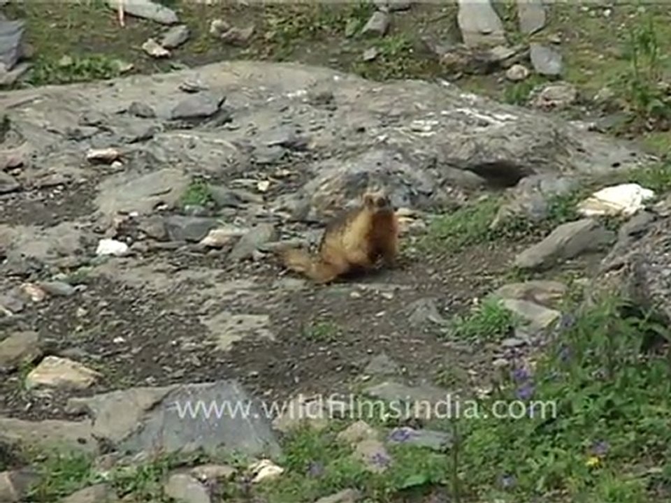 Mouse Hare of the Himalaya