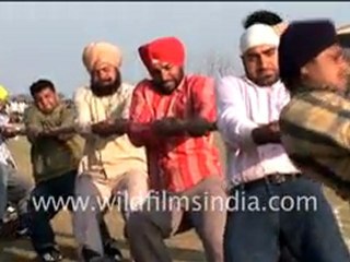 Tug of war between Punjabis!