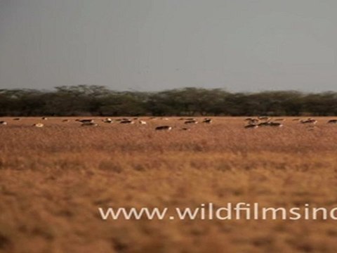 Velavadar Blackbuck National Park
