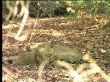 Lioness in Gir National Park, Gujarat