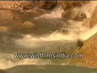 Bird Taking Bath In Flowing Water