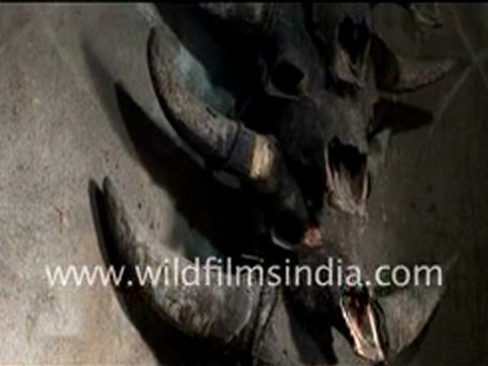 Animal Skull In Apatani