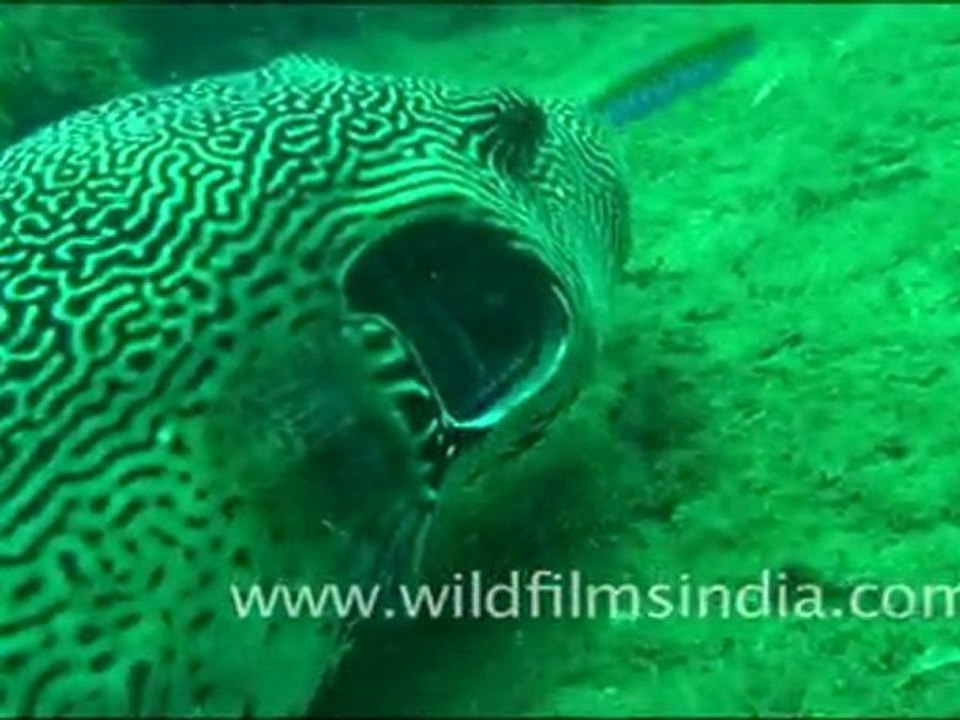 Puffer Fish