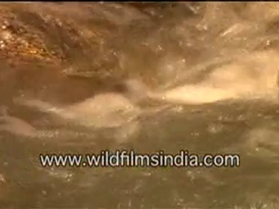 Bird Looking For Something In The Flowing Water