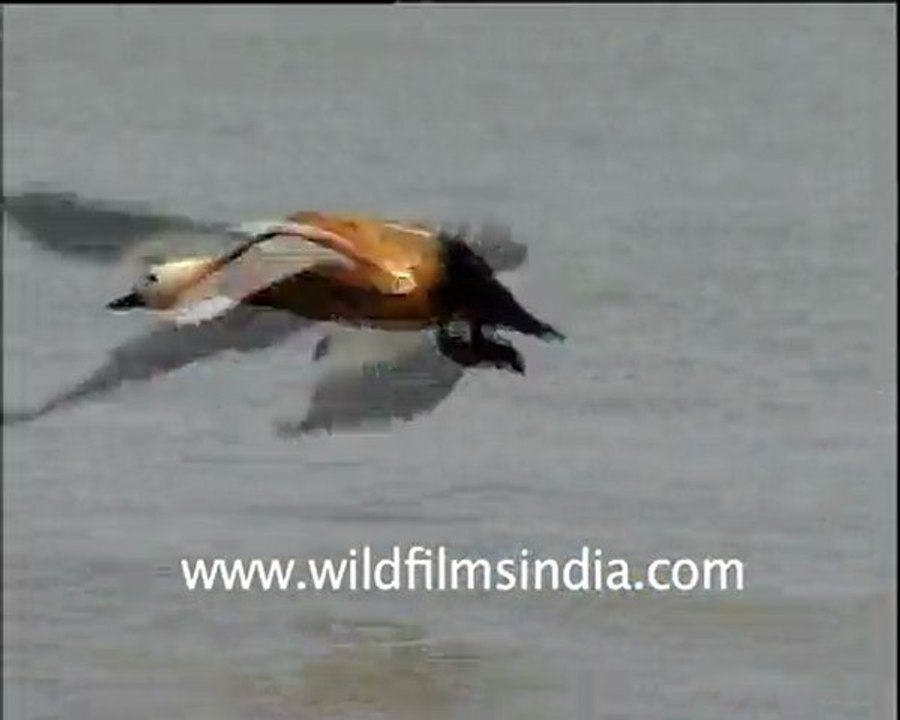 Birds Flying