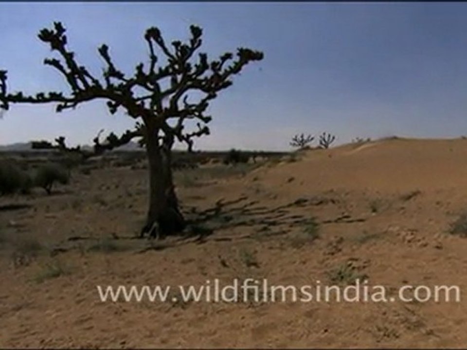 Trees in Desert, Rajasthan