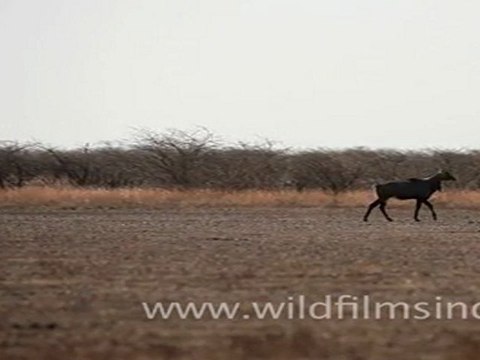 Nilgai in Velavadar Black Buck National Park, Gujarat