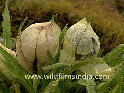 Brahma Kamal (Saussurea obvallata)