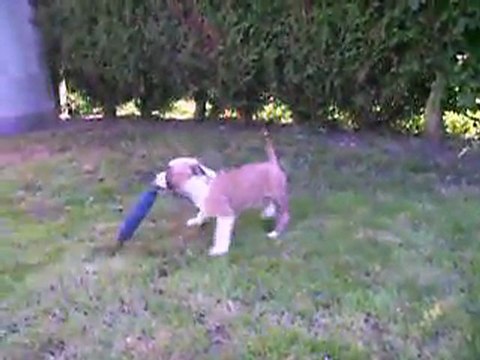 vidéo du 22.07.2011 du mâle bringé avec le mâle fauve ...