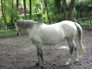 Papaille avec les cloches ! :)