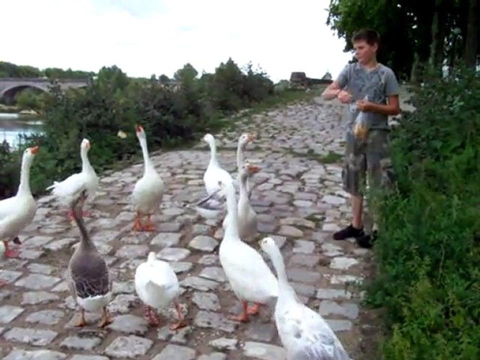 les oies d'Orléans